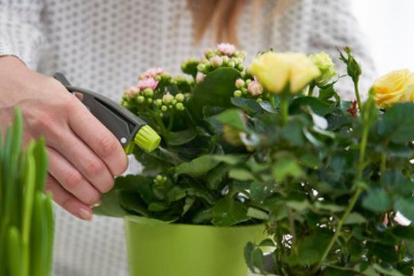 花叶出现小白飞虫怎么办，喷施百菌清和多菌灵可防治白粉虱