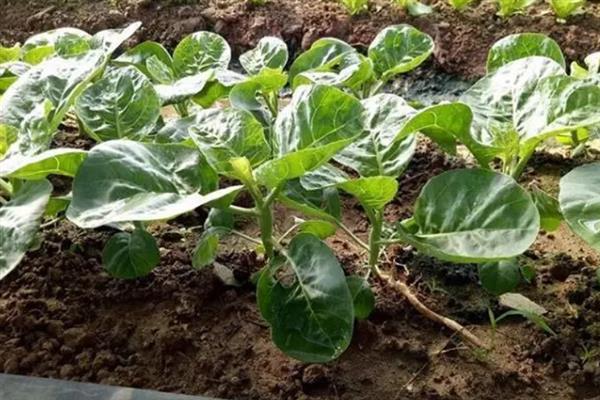 南方芥兰的种植方法，每年9月至次年3月期间进行露地栽培