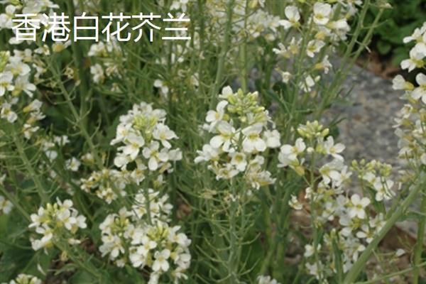 南方芥兰的种植方法，每年9月至次年3月期间进行露地栽培