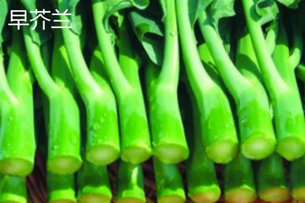 南方芥兰的种植方法，每年9月至次年3月期间进行露地栽培