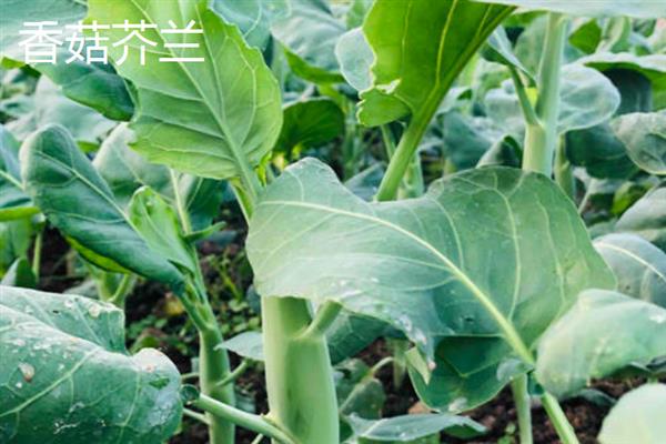 南方芥兰的种植方法，每年9月至次年3月期间进行露地栽培