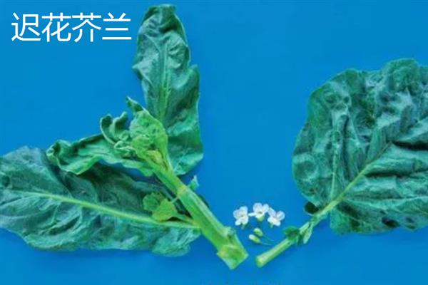 南方芥兰的种植方法，每年9月至次年3月期间进行露地栽培