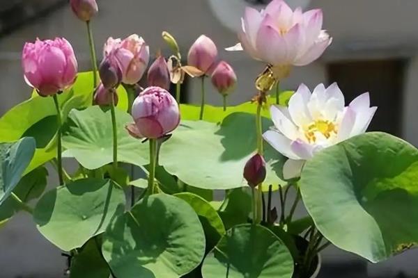 碗莲有没有毒，不具毒性可以养在家中