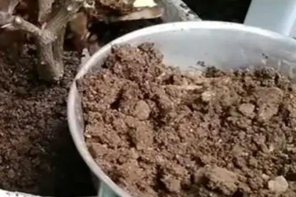 千年木根坏了如何挽救，首先要将其进行脱盆脱土的处理
