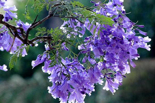 蓝花楹适合在哪里栽种，温暖湿润、阳光充足的环境适合它生长