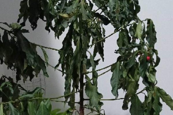 朱砂根能养在室内吗，无毒可以室内养殖