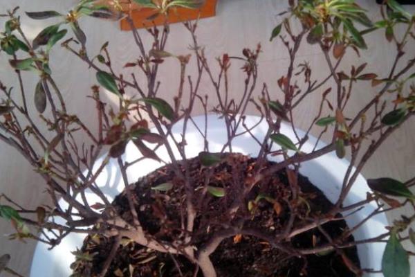 杜鹃花怕冻吗，环境温度低于5℃便会冻死
