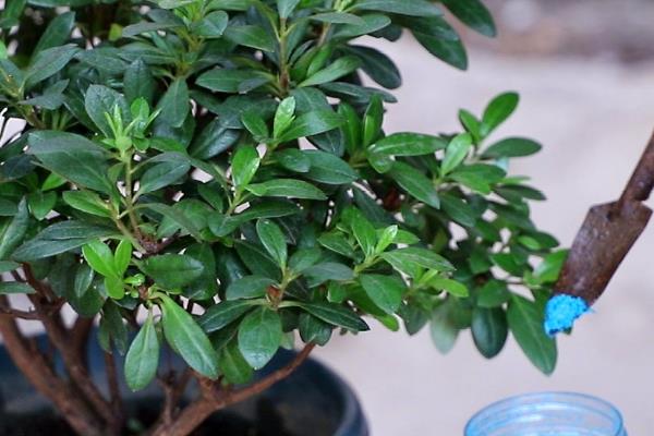 杜鹃花怕冻吗，环境温度低于5℃便会冻死