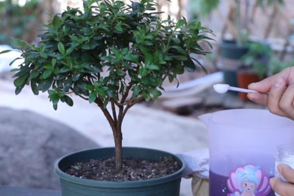 杜鹃花怕冻吗，环境温度低于5℃便会冻死