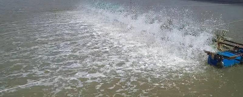 冬季鱼塘泛底的原因，可能是底部淤泥太多或冷空气的影响
