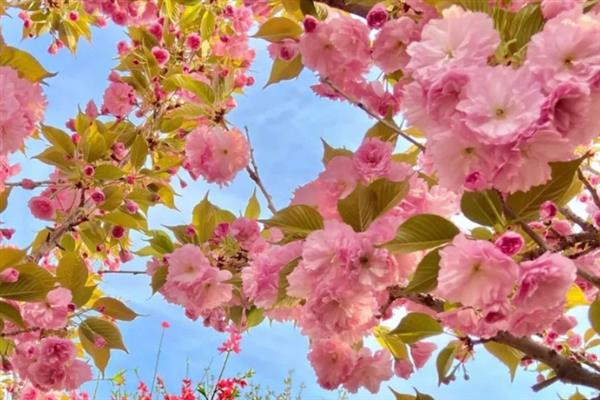 樱花的花语，寓意纯洁无暇、青春气息等