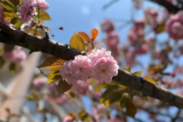 樱花的花语，寓意纯洁无暇、青春气息等