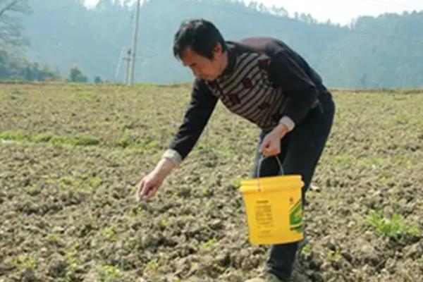 辣椒的施肥方式，定植后需半个月左右施一次提肥苗