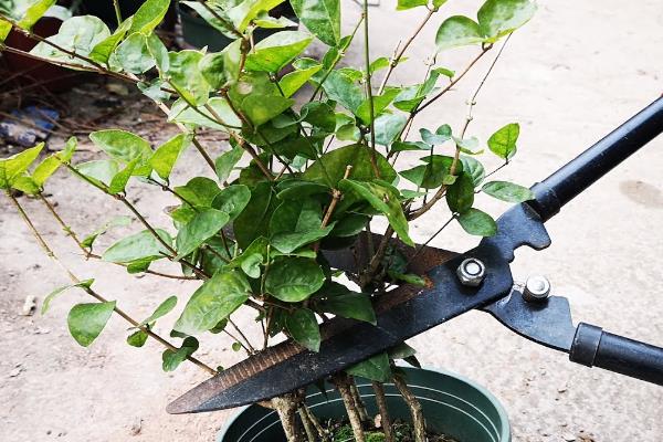 茉莉花使用哪种土，适宜生长在疏松肥沃的微酸性土壤中