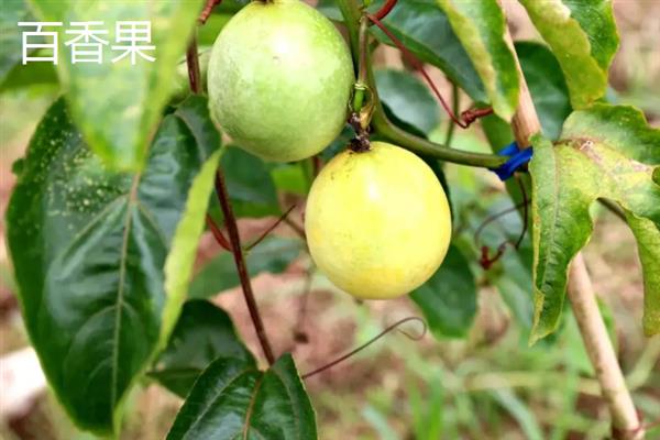 南方水果新品种，常见的有莲雾、八月瓜和百香果等