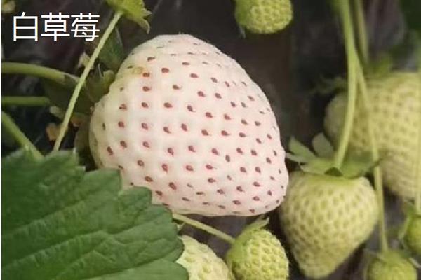 南方水果新品种，常见的有莲雾、八月瓜和百香果等