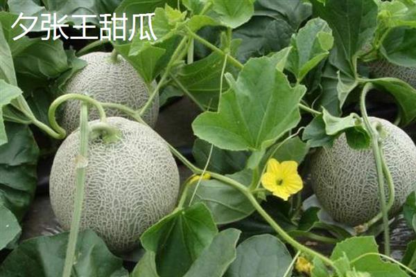 南方水果新品种，常见的有莲雾、八月瓜和百香果等
