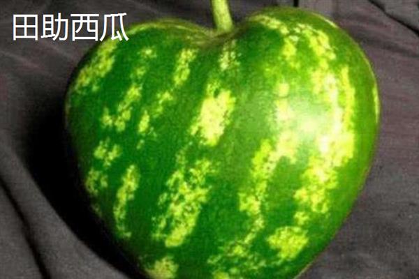 南方水果新品种，常见的有莲雾、八月瓜和百香果等