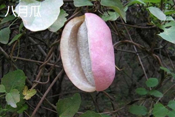 南方水果新品种，常见的有莲雾、八月瓜和百香果等