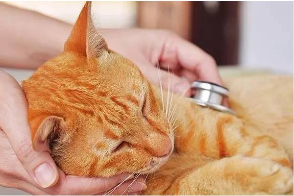 犬猫异物性肺炎怎么治疗，对于严重缺氧的犬猫要让它们吸氧