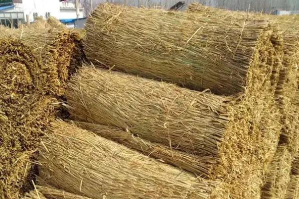 无子番茄的育种原理，生长素可以促进果实发育的生理作用