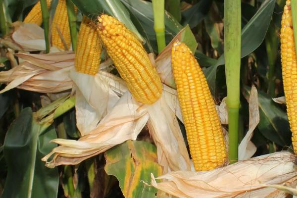 延单2000(延单2001)玉米种子特征特性，春播全生育期120天左右