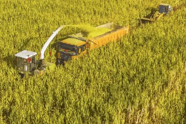 延单2000(延单2001)玉米种子特征特性，春播全生育期120天左右