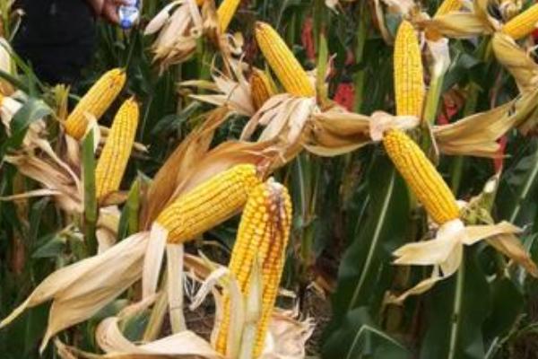 鲁单618玉米品种的特性