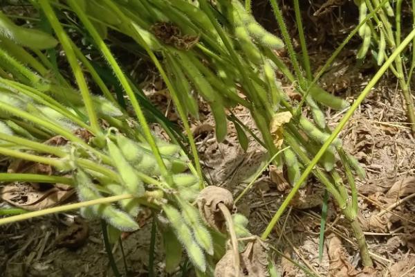蒙豆20号大豆种子介绍，种植密度1.67—2万株/亩