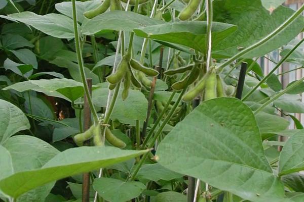 蒙豆20号大豆种子介绍，种植密度1.67—2万株/亩