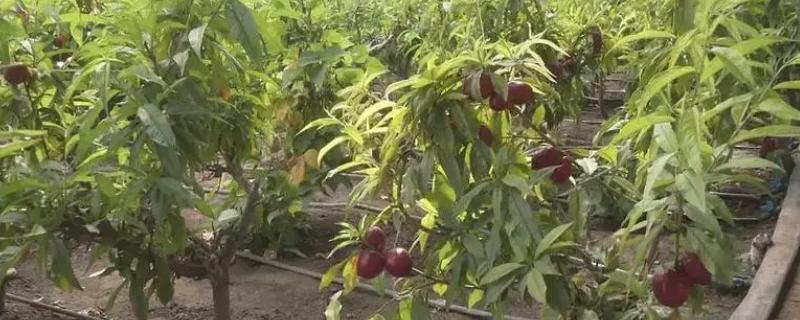 油桃属于哪个季节的水果，一般在夏季成熟上市