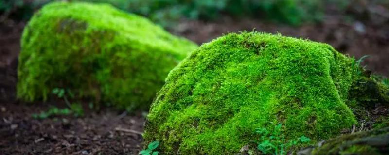 青苔出现的原因，可能是外来水源有青苔流入