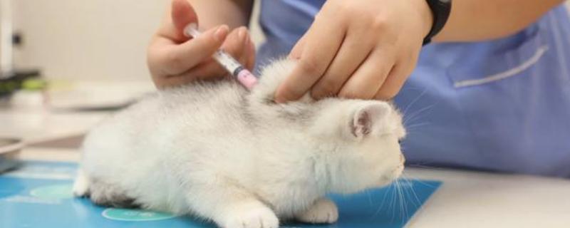 猫咪需要打哪些疫苗，常见的有猫三联疫苗、狂犬病疫苗等