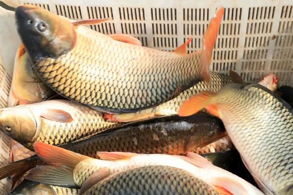 鲤鱼有什么习性，食性杂、常在水底活动