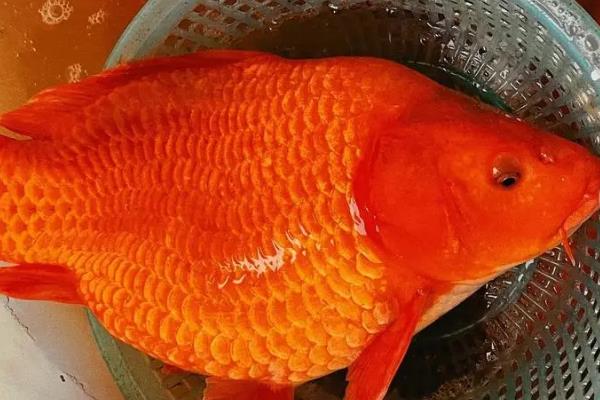 鲤鱼有什么习性，食性杂、常在水底活动