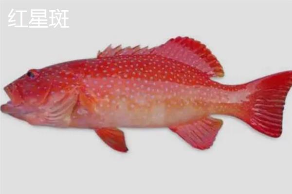蓝星斑的产地，在我国主产于西沙群岛