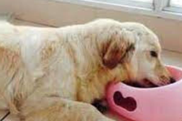 狗瘟的症状，具有食欲下降、干咳、流口水等表现