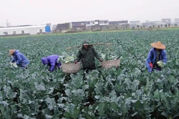新型农村合作社模式有哪些，常见以下4种模式