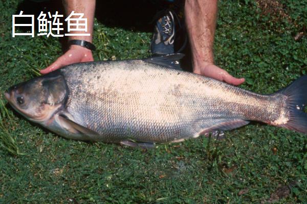 花鲢鱼和白鲢鱼有什么区别，头部、鳞片和腹部均不同