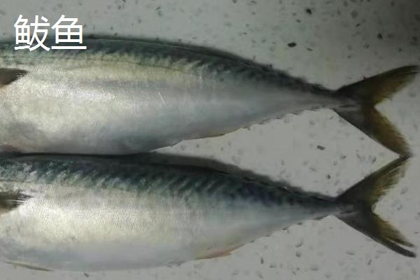 鲭鱼的价格，一斤需要8-12元左右