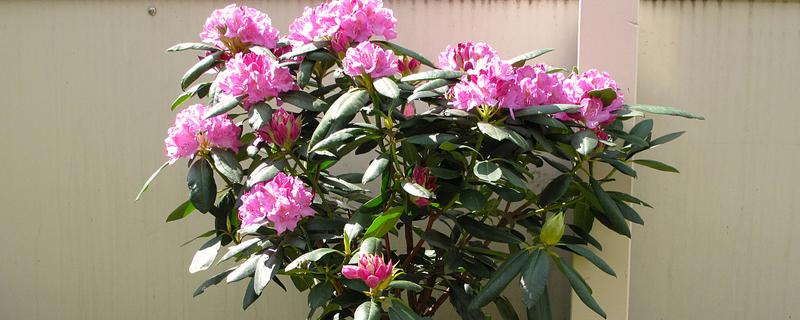 杜鹃花的施肥时间，春秋季节、开花前后均可追施