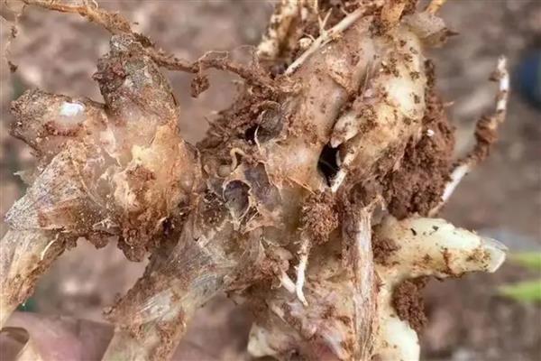 洋姜的常见病虫害及防治方法，常见的有姜瘟、玉米螟虫等