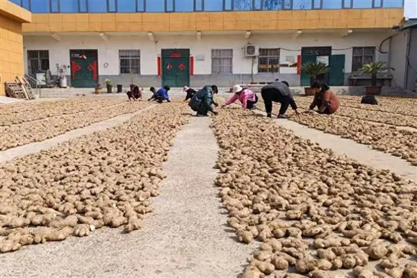 洋姜的常见病虫害及防治方法，常见的有姜瘟、玉米螟虫等