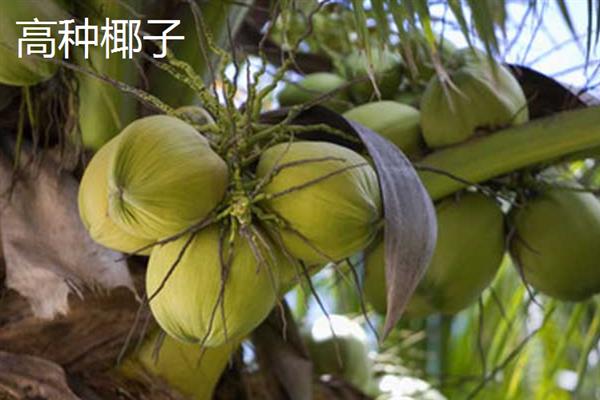 金椰子的价格，售价因地而异