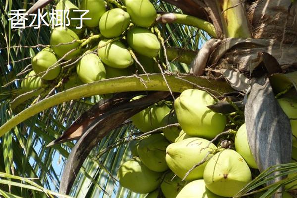 金椰子的价格，售价因地而异