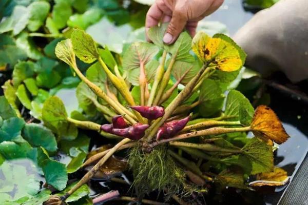 什么是菱角米，属于水生草本植物、具有龙角等别称