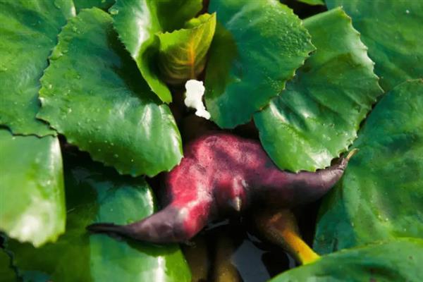 什么是菱角米，属于水生草本植物、具有龙角等别称