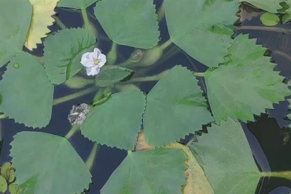 什么是菱角米，属于水生草本植物、具有龙角等别称