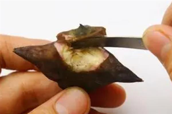 什么是菱角米，属于水生草本植物、具有龙角等别称