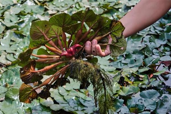 什么是菱角米，属于水生草本植物、具有龙角等别称